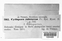 Valsaria insitiva image